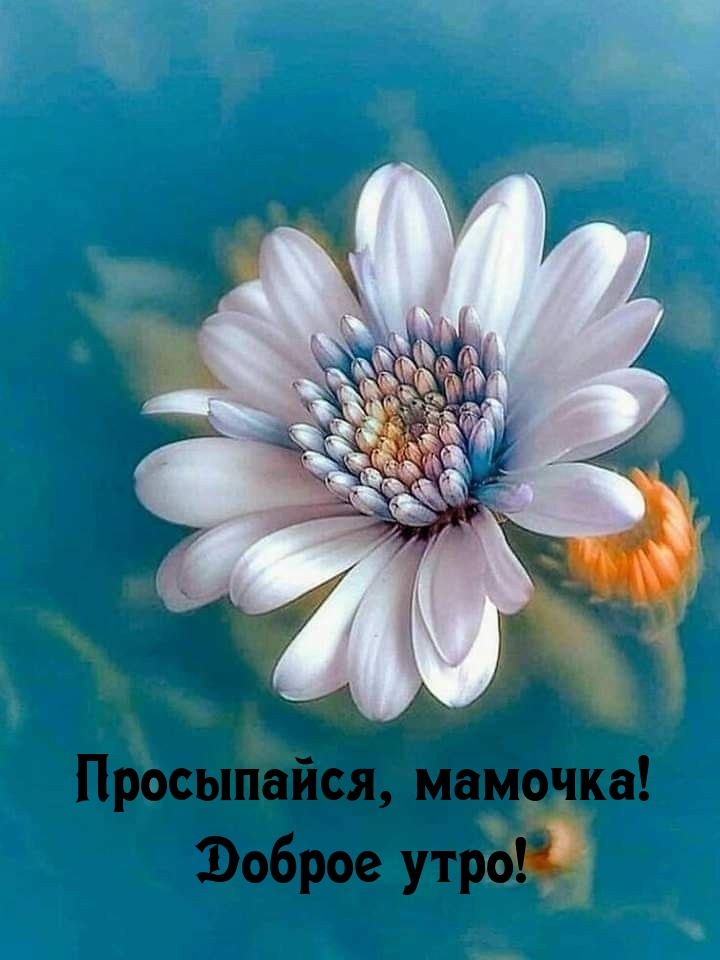 ����������, �������! ������ ����!