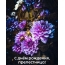 С днём рождения, прелестница!